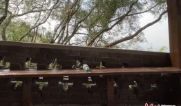 邯郸怪坡爆料视频