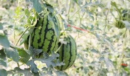 景德镇网红吃瓜,揭秘幕后故事与热门话题